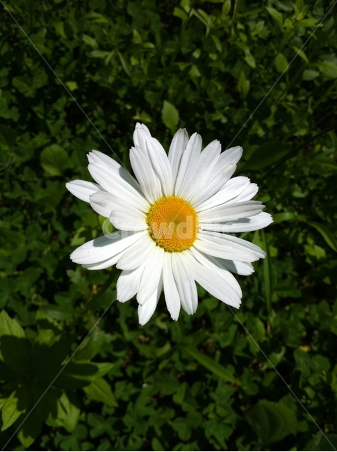 식물,꽃,국화,plant,flower,자연