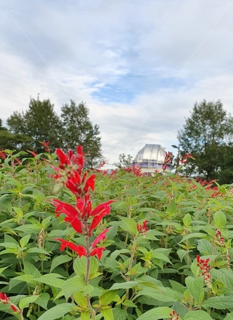 plant,식물,하늘,sky,빨강,red,꽃,깨꽃,flower,식물,자연,plants,nature,꽃,flower