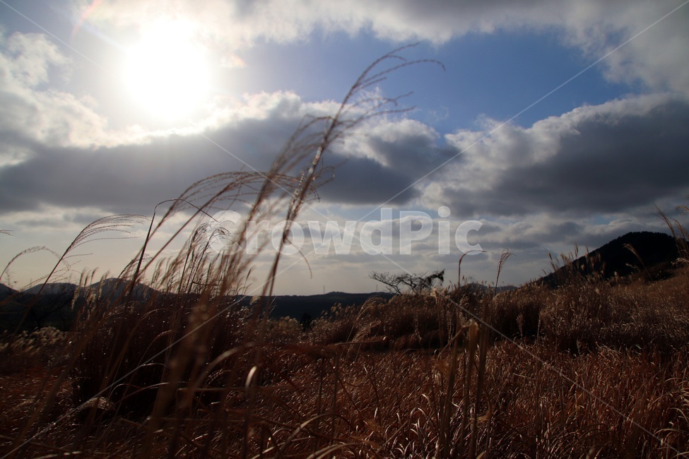 갈대,하늘,해,태양,구름,감성,자연,풍경,nature,landscape,grass,잔디,plant,식물,lawn
