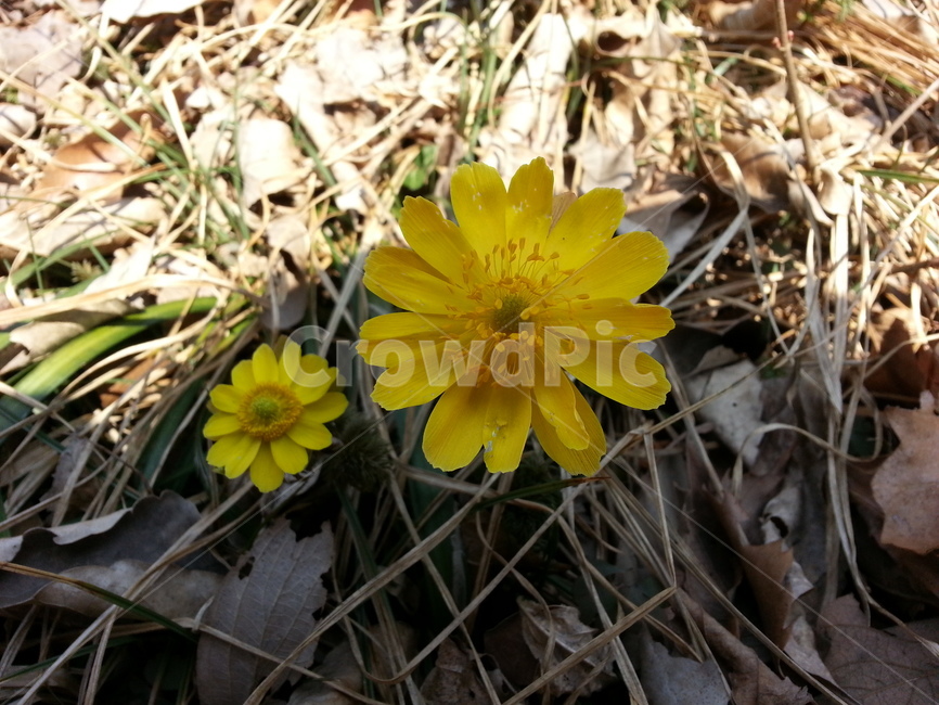 꽃,야생화,노랑꽃,봄,복수초,natural,flower,봄꽃,계절,자연,plants,봄이미지,봄날,식물,식물,자연,plants,nature,꽃,flower