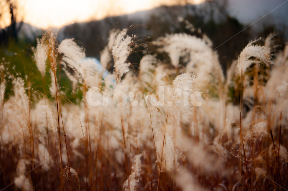 plant,식물,갈대,reed,자연,햇살,가을,계절,fall,autumn,season,식물,자연,plants,nature