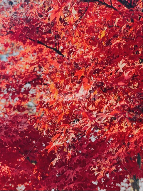 leaf,잎,plant,식물,tree,나무,단풍,maple,가을,fall