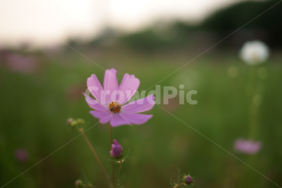 꽃,코스모스,가을,자연,식물,식물,자연,plants,nature,꽃,flower