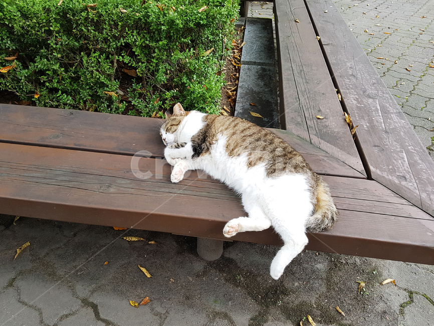 고양이,낮잠,의자,벤치,동물,잠,졸림,졸리다,냥이,휴식