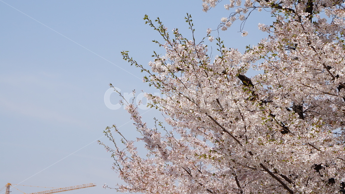 plant,식물,blossom,꽃,flower,봄,계절,spring,season
