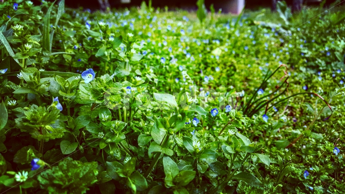 꽃,식물,초록,봄,여름,여행,일상,땅,식물,자연,plants,nature,꽃,flower