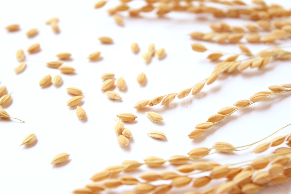 쌀,벼,곡식,곡물,음식,식재료,요리,이삭,곡류,rice,cereal,dry,ear,farming,food,gold,grain,harvest,isolated,korea,meal,nutrition,organic,plant,seed,yellow,cook,화이트,흰색,하얀색,흰배경,쌀알,알갱이,볍씨,씨,씨앗,열매,쌀알갱이,식물,자연,음식,식재료,요리,food,cook,meal,dishes,food reserves,곡류,곡식,cereals