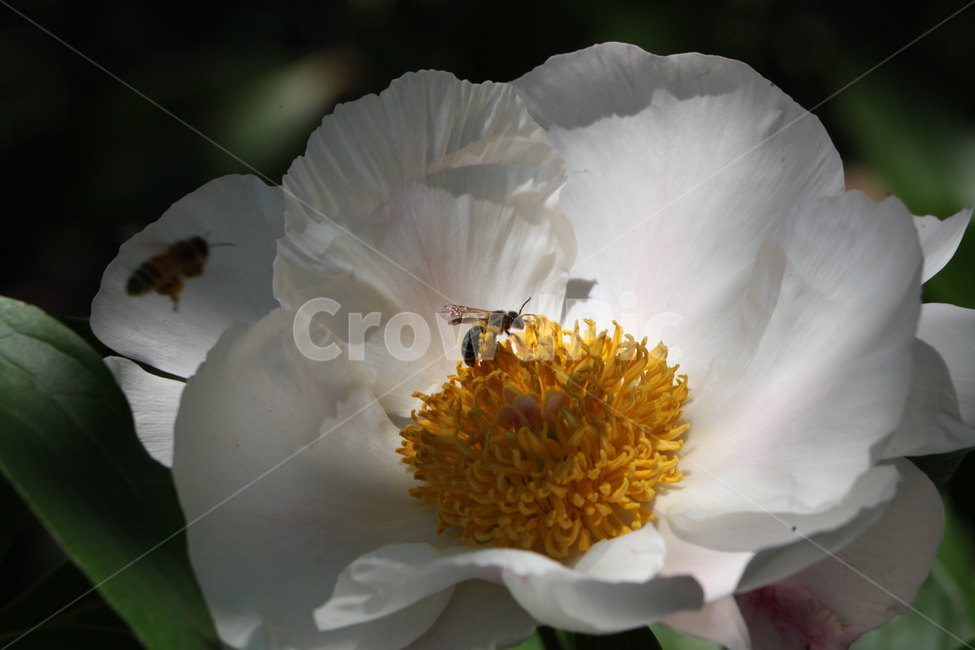 꽃,아름다움,행복,하얀,노랑,벌,식물,자연,plants,nature,꽃,flower,동물,animal,곤충,벌레,insect,bug