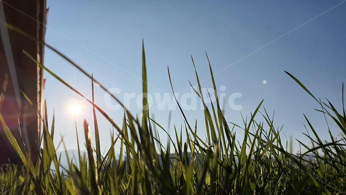 plant,식물,grass,잔디,해,햇빛,다리,감성,초록