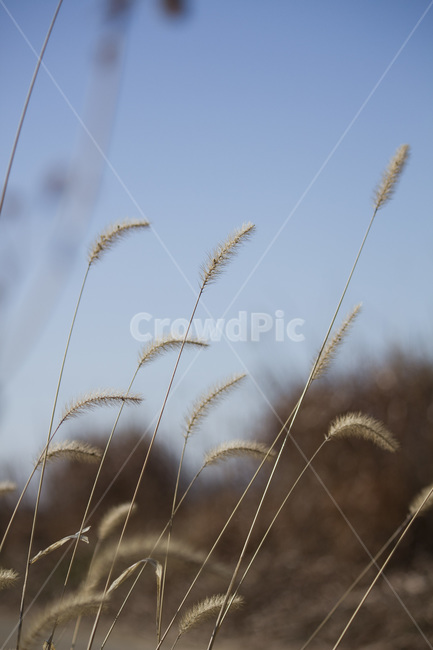 강아지풀,겨울,풍경,풀,개꼬리풀,길거리,식물,겨울풍경,겨울풀,가을,계절,fall,autumn,season,식물,자연,plants,nature,grass,잔디,plant,lawn,reed,갈대