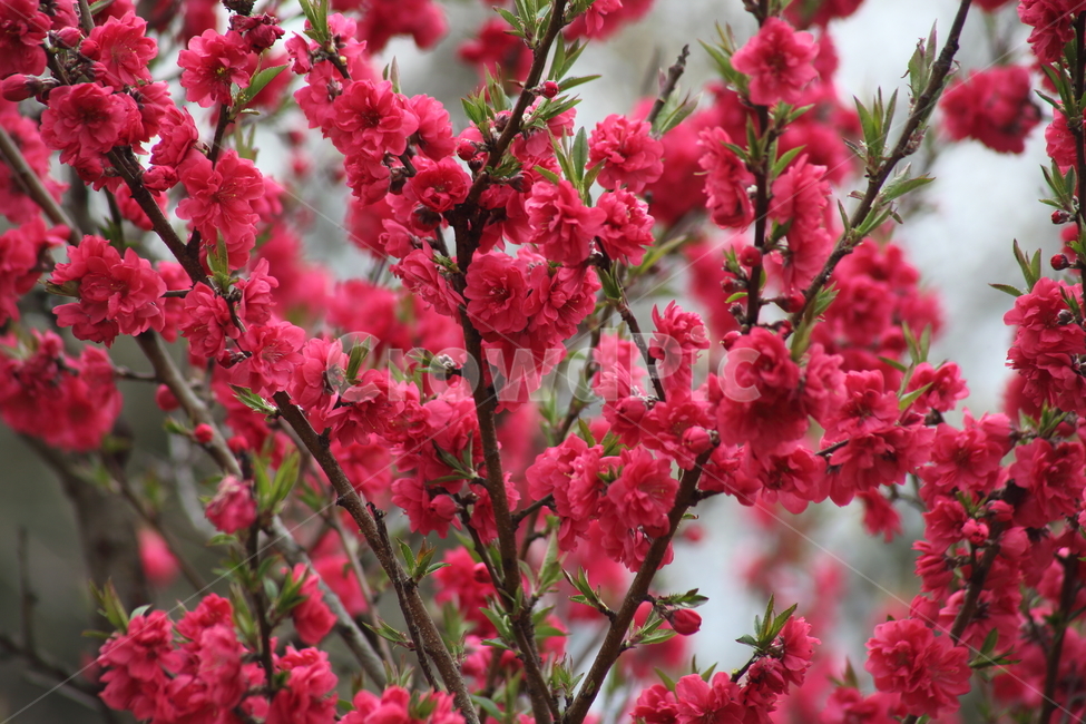 만첩홍도,복사꽃,봄,복숭아나무,peach,Prunuspersica,식물,자연,plants,nature,꽃,flower