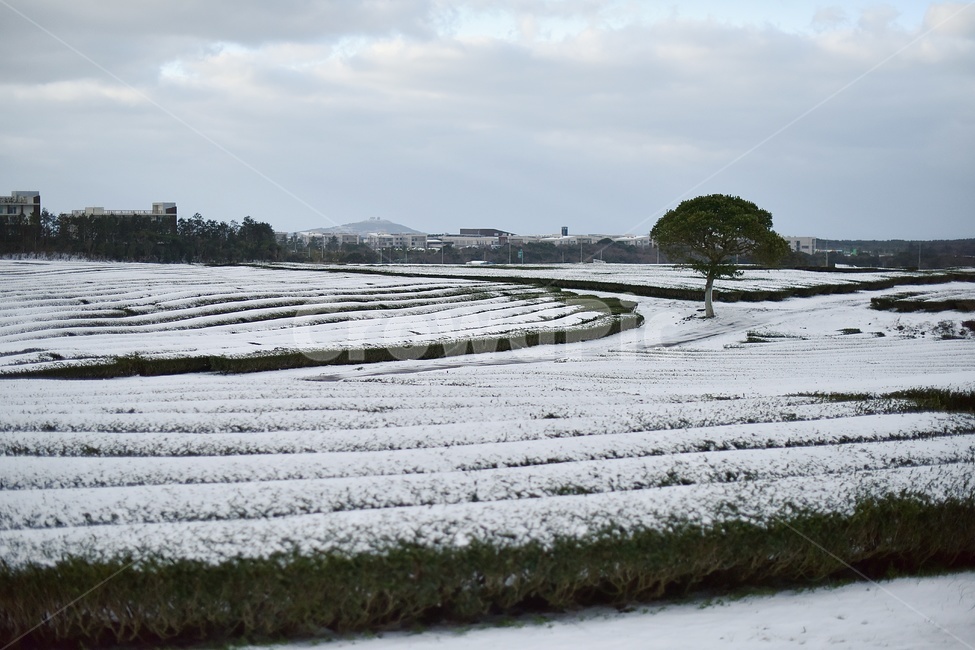 나홀로나무,왕따나무,눈왕따나무,오설록,제주,눈녹차밭,겨울,계절,winter,season,자연,풍경,nature,landscape