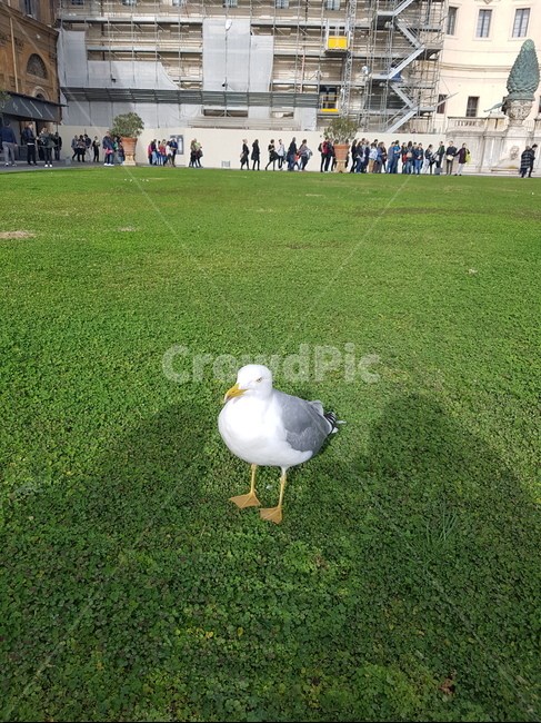 bird,새,grass,animal,갈매기,seagual