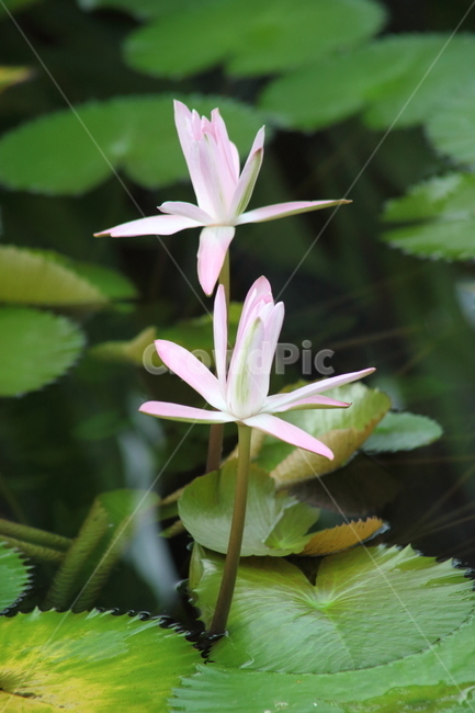 수련,수련꽃,연,waterlily,flower,식물,자연,plants,nature
