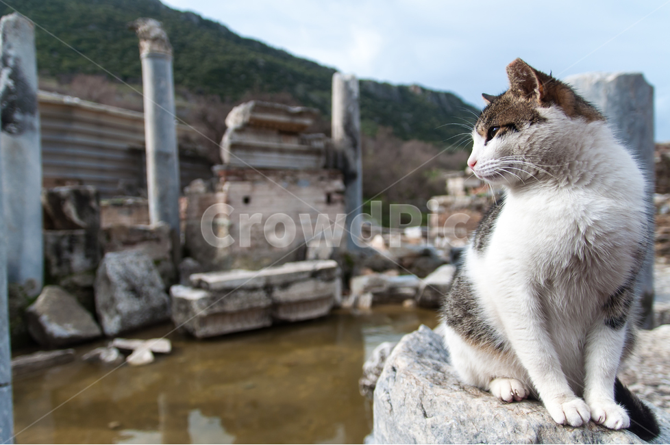 고양이,터키여행,해외여행,여행사진,에페소스,동물사진,에페소스유적,동물,animal,포유류,mammal,고양이,cat,kitten,kitty