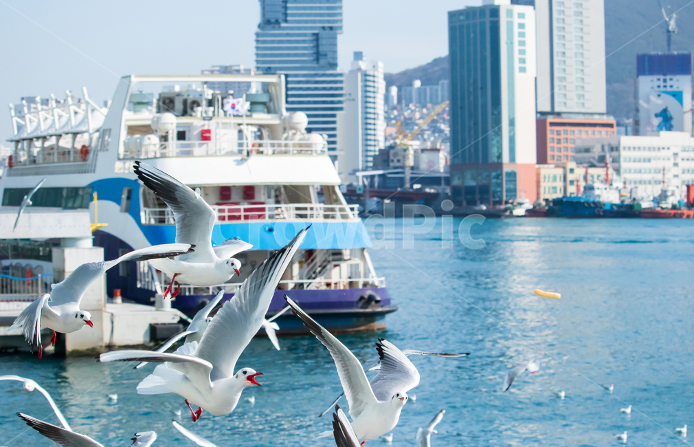 feather,ecosystem,ship,building,beautiful,trip,cityscape,dock,moving,republic of korea,sky,cruise ship,natural,traveling,skyscraper,hoodedgull,cuteness,animal,wing,flight,flock,activity,city,water bird,birds,cute,sea,Busan,feeding,architecture,redbilled g