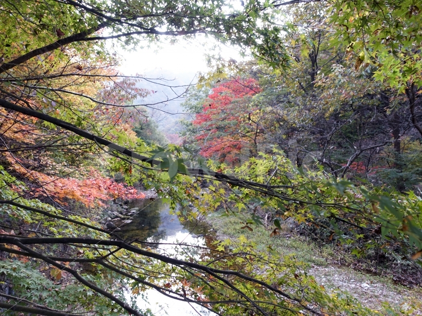 내장산,내장사,단풍,여행,가을,가을,계절,fall,autumn,season,자연,풍경,nature,landscape,tree,나무,plant,식물,leaf,잎