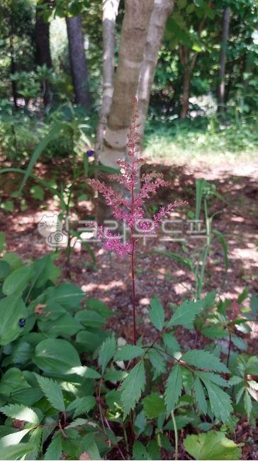 nature,vegetation,Department of otology,leaf,flower,small forest,grove,outdoors,Roe deer urine,In roe deer urine,chinensis
