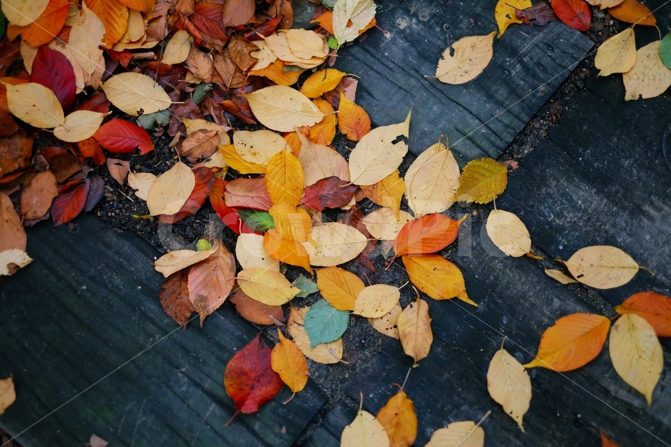 낙엽,단풍,가을,가을비,나무,가을길,비,날씨,감성,식물,자연,plants,nature,가을,계절,fall,autumn,season,leaf,잎,plant