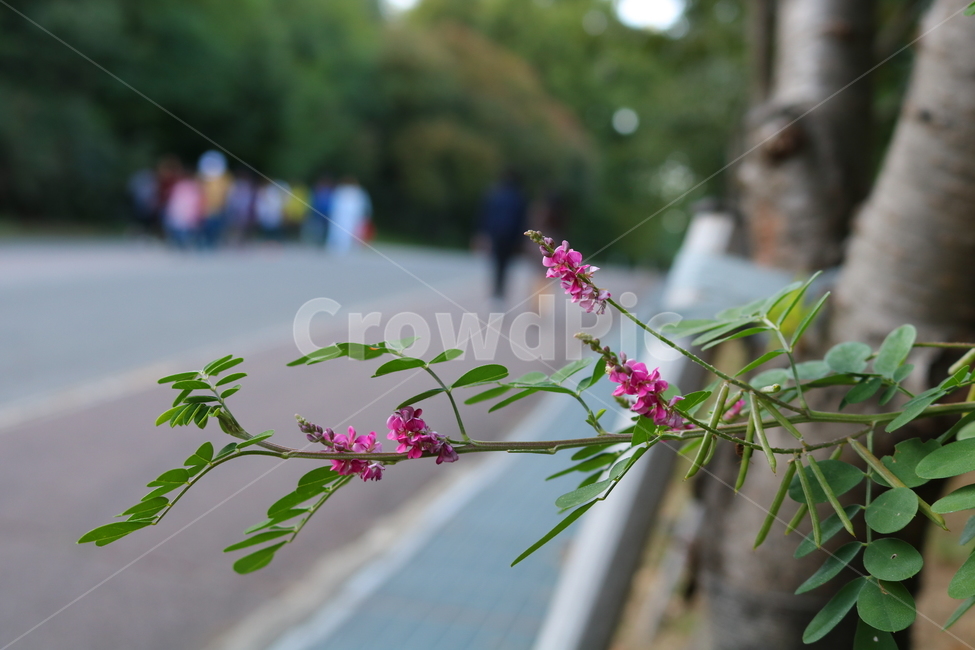 싸리나무,나무,꽃,식물,자연,풍경,콩과식물,야생화,식물,자연,plants,nature,꽃,flower