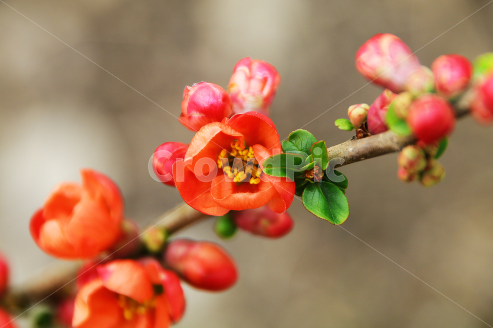 명자나무,명자꽃,빨간꽃,꽃,꽃나무,봄,개화,만개,식물,자연,plants,nature,꽃,flower