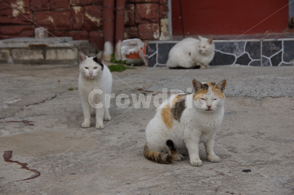 animal,동물,cat,pet,포유류,mammal,애완동물,고양이,길고양이,삼색고양이,코리아숏헤어,코숏,길고양이들,고양이들,동물,animal,포유류,mammal,고양이,cat,kitten,kitty