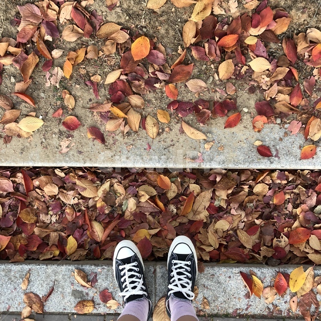 가을,식물,단풍,가을옷,자연,맑음,잎,의류,감성,분위기,가을,계절,fall,autumn,season,leaf,plant