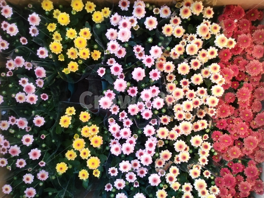 국화,식물,꽃,flower,blossom,식물,자연,plants,nature,꽃,flower