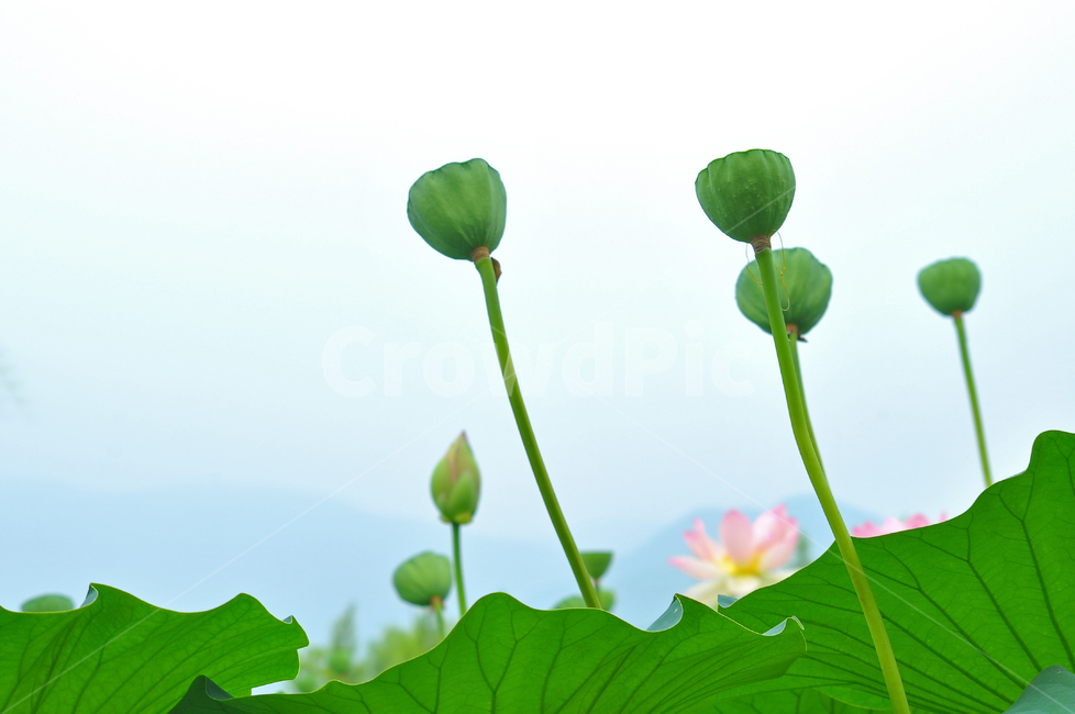 연자육,연꽃씨,연자,연육,약용식물,한방약재,씨앗,종자,식물,열매,plant,수생식물,약재,건강식품,결실,연꽃,green,초록,잎,leaf,식물,자연,plants,nature