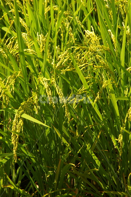 벼,논,벼농사,농사,들판,가을,추수,쌀,곡류,곡식,cereals