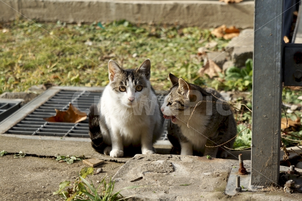 고양이,동물,길고양이,귀여운,애완동물,반려동물,동물,animal,고양이,cat,kitten,kitty,포유류,mammal