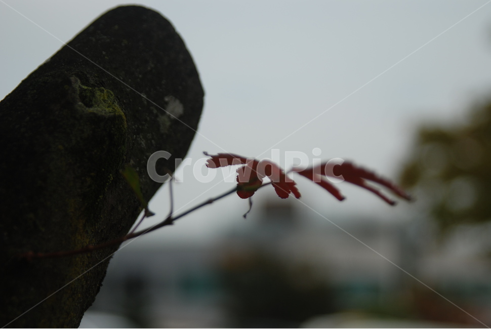 단풍,가을,잎사귀,나무,하나,가을,계절,fall,autumn,season,leaf,잎,plant,식물