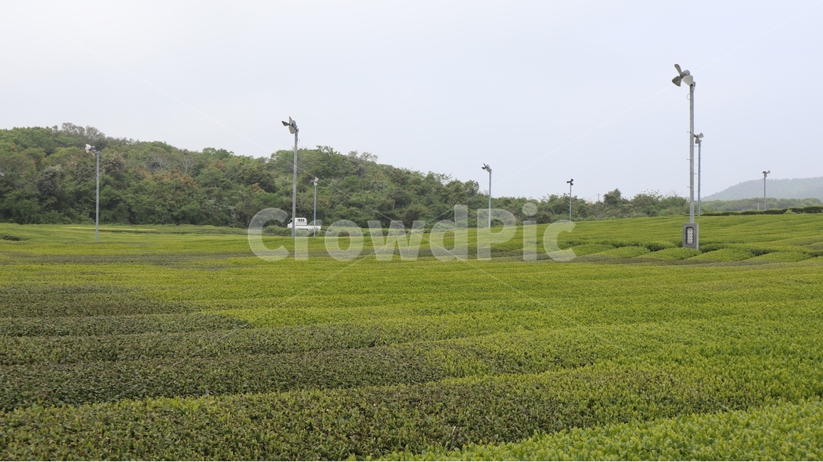 field,들,grassland,목초지,nature,자연,제두도,녹차밭,녹차,연두,봄,여름
