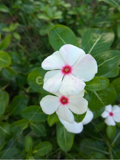 꽃,플라워,봄,봄꽃,뷰티풀,flower,bloom,beautiful,geranium,제라늄,blossom,plant,식물,하얀색,식물,자연,plants,nature,꽃,flower