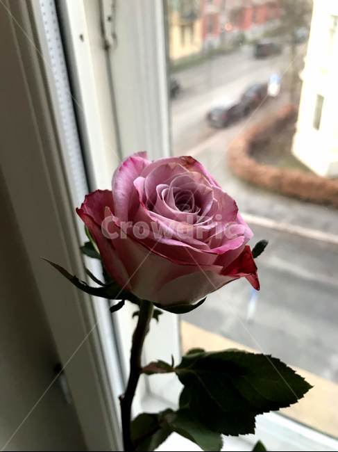 rose,장미,plant,식물,blossom,꽃,flower