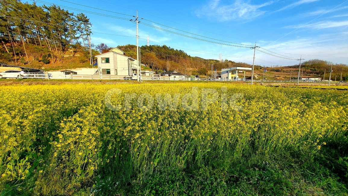 농촌,자연,nature,들,유채꽃,마을,유채꽃밭,노랑색,5월,6월,시골,마을,풍경,landscape,country,rural,town