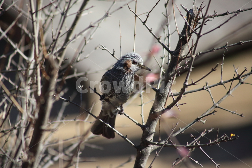 직박구리,새,조류,동물,brownearedbulbul,참새목,동물,animal,조류,새,birds