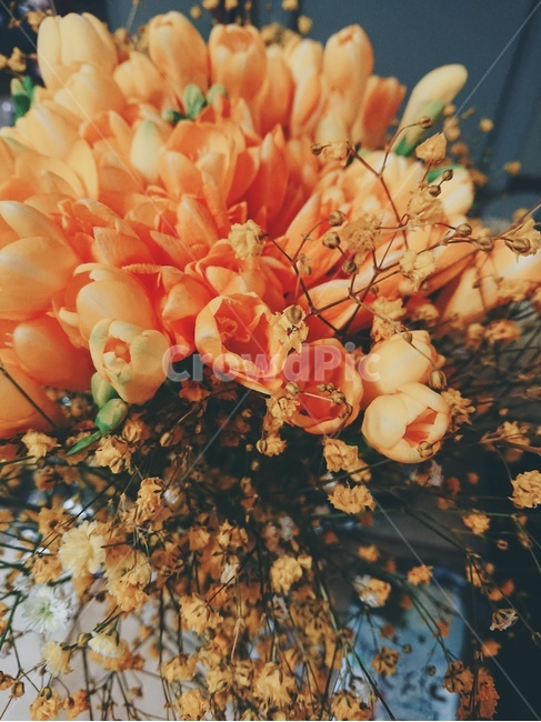 식물,plant,꽃,꽃꽂이,flowerarrangement,flowerbouquet,flower,blossom,식물,자연,plants,nature,꽃,flower