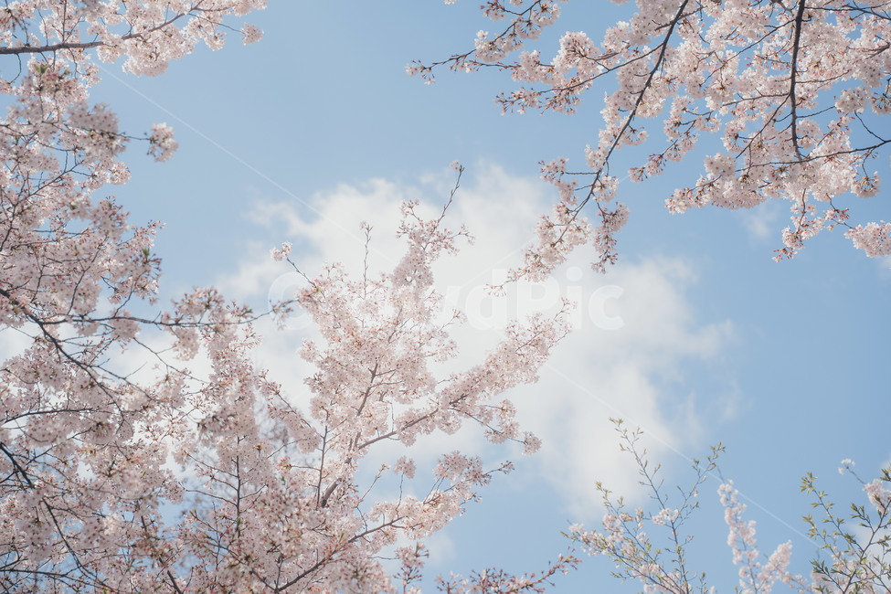 cherryblossom,벚꽃,봄,봄꽃,blossom,plant,식물,봄,계절,spring,season