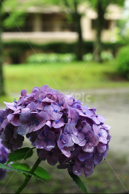 수국,이슬,보라색,보라,꽃,아침,풀,근접,싱그러운,식물,자연,plants,nature,꽃,flower