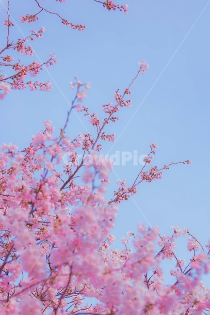봄,벚꽃,감성,낭만,따뜻함,봄날,여의도,따스함,포근함,4월,식물,자연,plants,nature,꽃,flower,나무,trees,wood