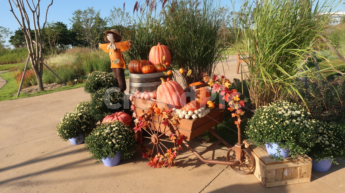 pumpkin,호박,가을,허수아비,autumn,가을,계절,fall,autumn,season,plant,식물,food,음식,vegetable,야채