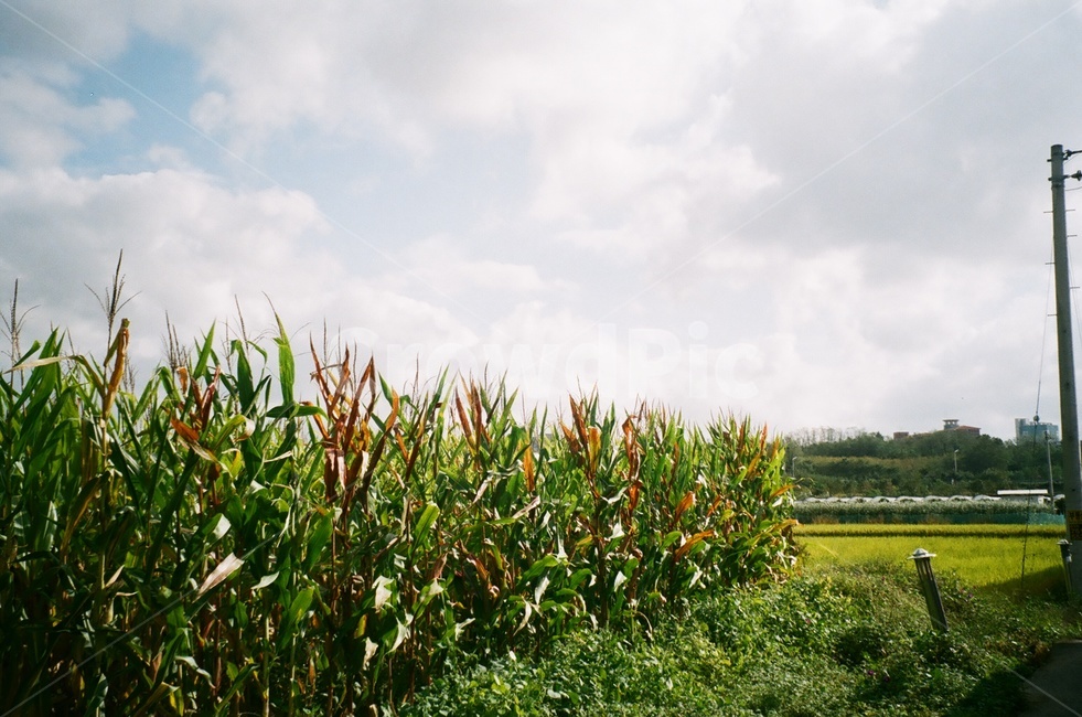 여름,옥수수,하늘,초록색,필름사진,시골,마을,풍경,landscape,country,rural,town,식물,자연,plants,nature,곡류,곡식,cereals,산업,industry,industrial,농업,농사,agriculture,farming,farming industry