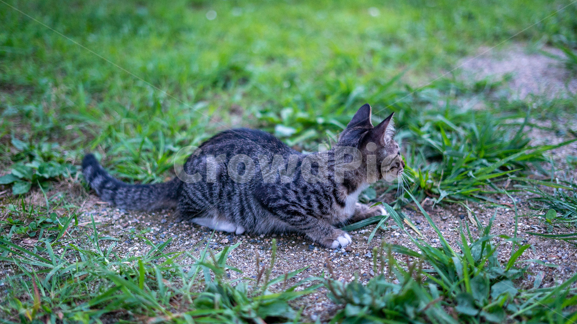 길고양이,고양이,길냥이,동물,아기고양이,새끼고양이,cat,pet,animal,코리안숏헤어,포유류,코숏,동물,animal,포유류,mammal,고양이,cat,kitten,kitty