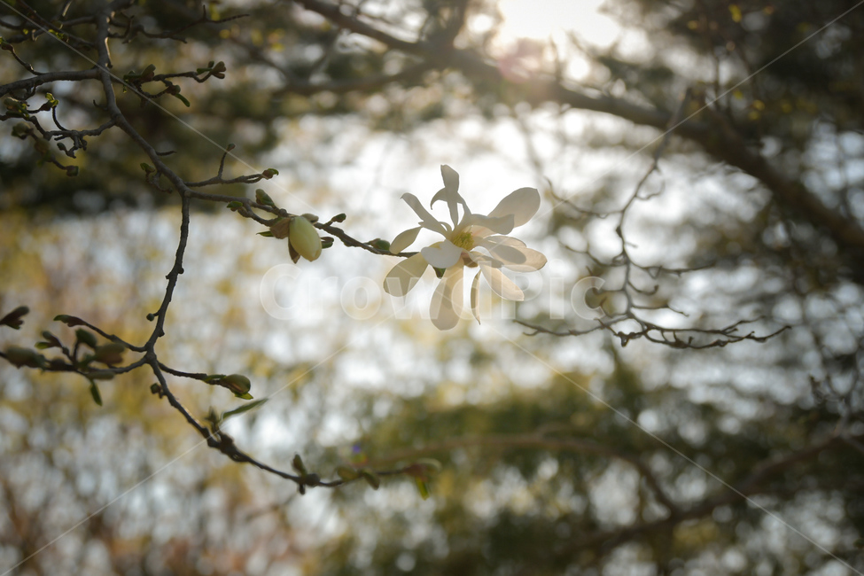 꽃,식물,자연,목련,봄,flower,plants,nature,spring,봄,계절,spring,season,식물,자연,plants,nature,꽃,flower,plant,blossom,petal,꽃잎