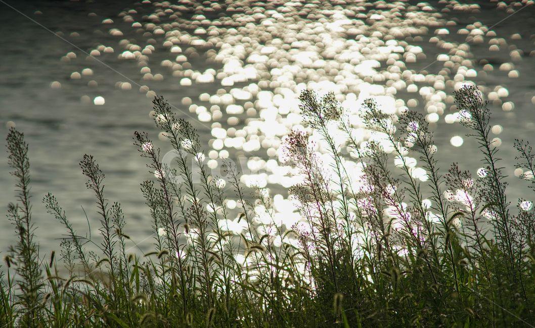 연못,호수,저수지,빛,반사,물,들풀,수변,자연,풍경,nature,landscape,휴식,힐링,rest,relaxation,healing,plant,식물,grass,잔디