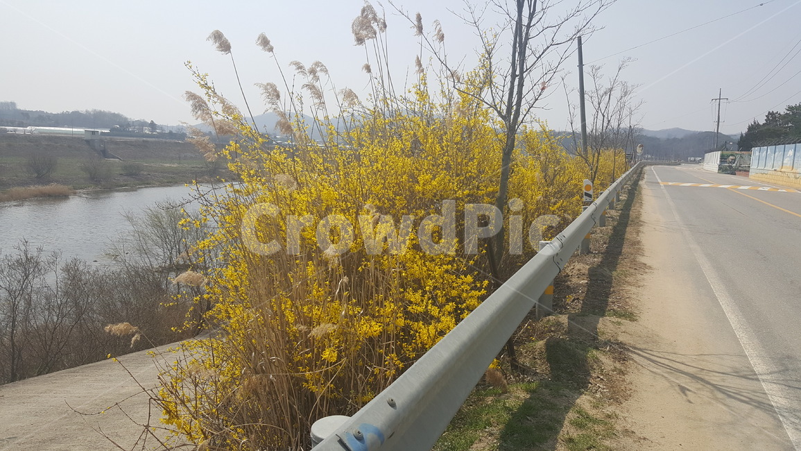 개나리,꽃,forsytia,봄,spring