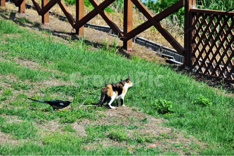 고양이,길고양이,까치,봄날,행복,동물,animal,포유류,mammal,고양이,cat,kitten,kitty,조류,새,birds