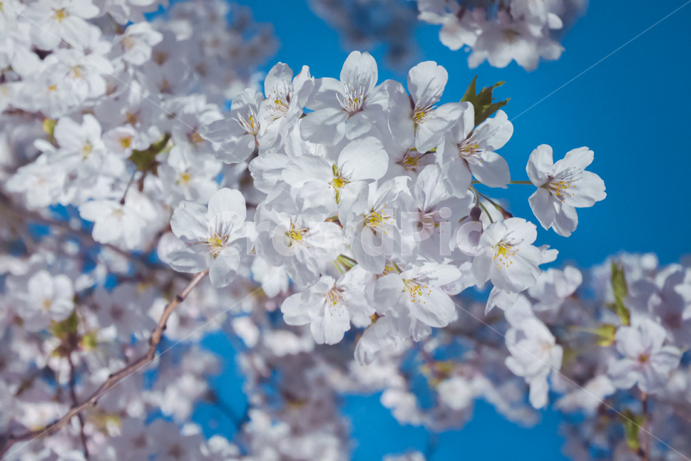 벚꽃,봄,나무,꽃,계절,나들이,봄꽃,피크닉,자연,배경,식물,시즌,하늘,plant,blossom,flower,cherryblossoms,picnic,spring,tree