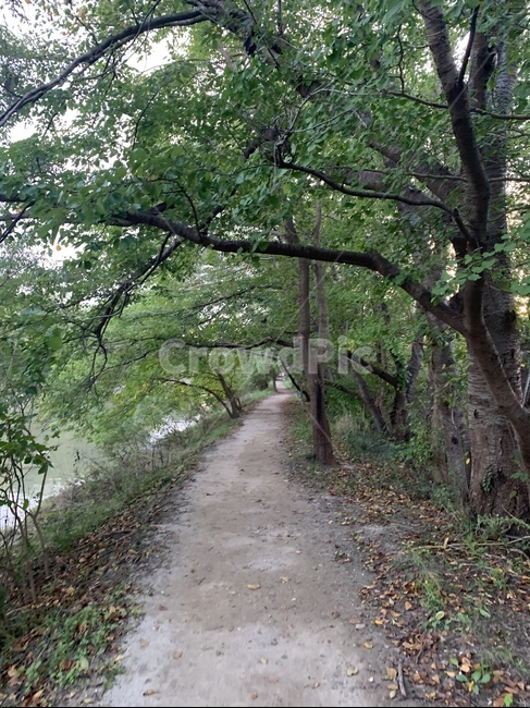 숲속길,숲속,자연,나무,길,plant,식물,나무,trees,wood